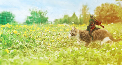 depositphotos_49628773-stock-photo-little-kitten-runs-on-grass2.jpg