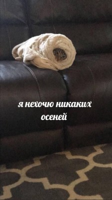 котэ-картинки-7581929.jpeg