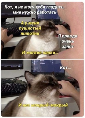 котэ-7602799.jpeg