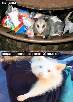 опоссум-отношения-до-и-после-живность-7865236.jpeg