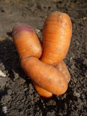 Морковь 1.jpg