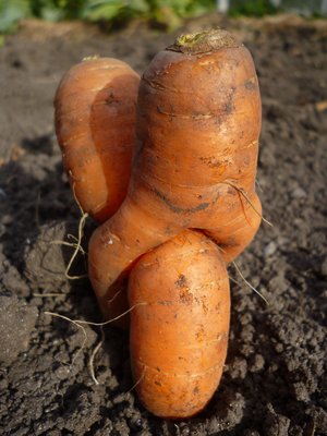 Морковь 2.jpg