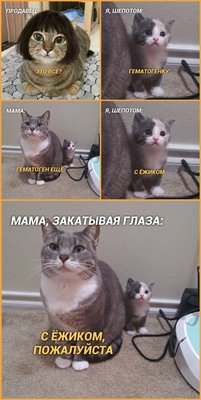кот-кошка-кассир-кошка-в-парике-парик-5598507.jpeg