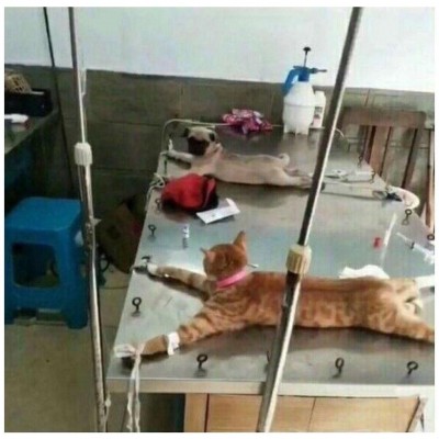 Кот и пес 01.jpg