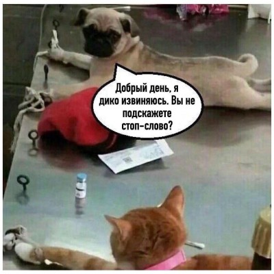 Кот и пес 02.jpg
