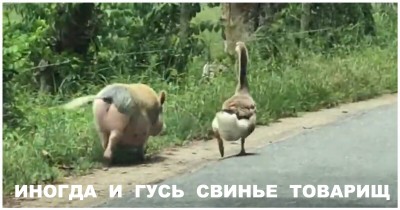 Гусь свинье товарищ (т).jpg