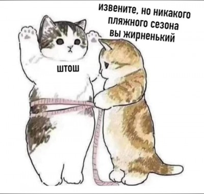 лето-котэ-5963930.jpeg