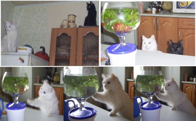 кошки.jpg