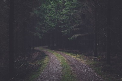 sunlight-forest-dark-nature-grass-road-green-morning-mist-spruce-light-tree-fog-leaf-weather-darkness-woodland-soil-rural-area-habitat-natural-environment-atmospheric-phenomenon-19826.jpg