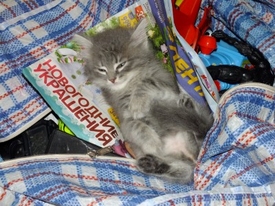 котэ-личинка-котэ-Астраханские-котики-сфотографировал-сам-6387159.jpeg