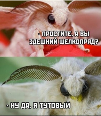 Шелкопряд-мотылек-игра-слов-картинка-с-текстом-6787179.jpeg