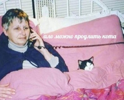 кот-проституция-Мемы-смешные-картинки-6786995.jpeg