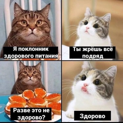 котэ-6855482.jpeg