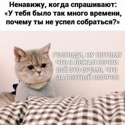 Приколы-для-даунов-разное-котэ-прокрастинация-6923142.jpeg