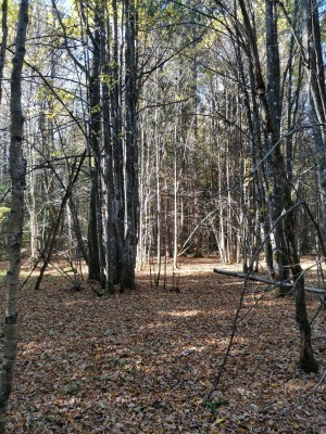 IMG_20211008_122659.jpg