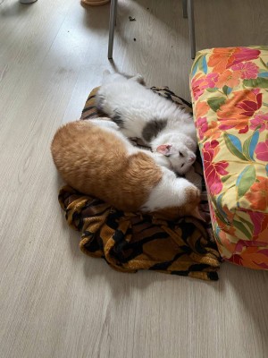 ED1786AF-35AE-400E-AB1F-D5348CF07203.jpeg