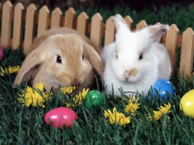 Кролики.jpg