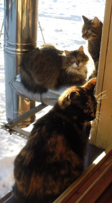 3 кошки в окне.JPG