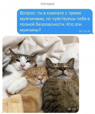 котэ-картинки-8182372.jpeg