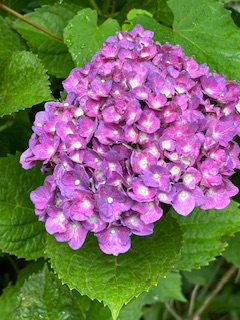 IMG_5801.jpeg