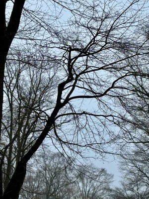 IMG_7217.jpeg