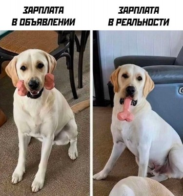 собакен-зарплата-работа-8959951.jpeg