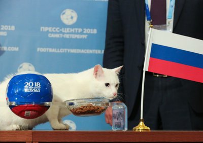 кот.jpg