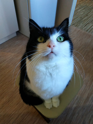 котя.jpg