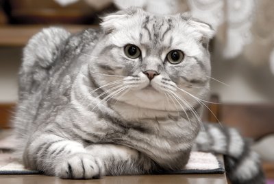 cat-fold5.jpg