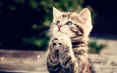 cats-wallpapers-25422-2525863.jpg