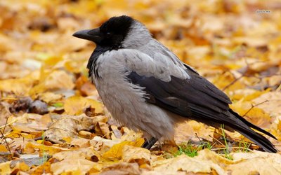 34975-hooded-crow-1280x800-animal-wallpaper-1024x640.jpg