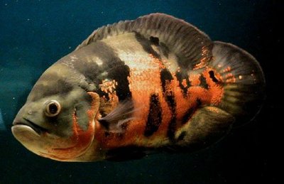 astronotus5.jpg
