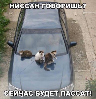 dea54c03b7785b2e5047f19328cf3eeb--cats.jpg
