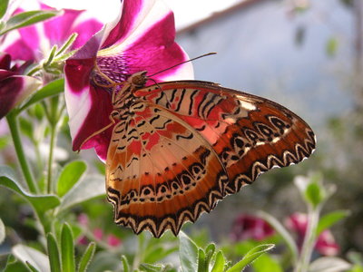 s1200.jpg