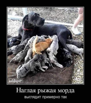 1433852016_dem8.jpg