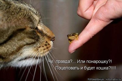 kotomatritsa_Q.jpg