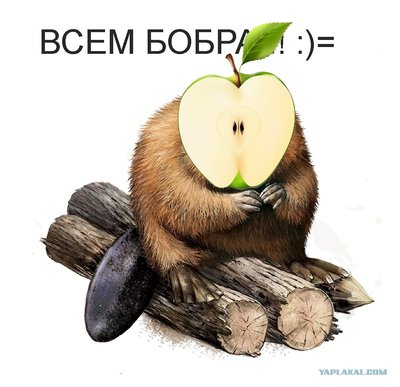 Bobr1.jpg