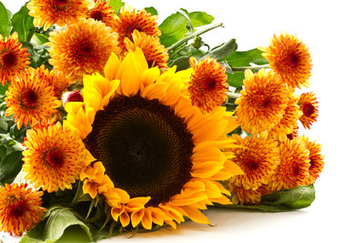 Chrysanthemums_436727.jpg