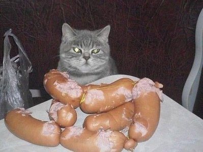 кот-контроль.jpg