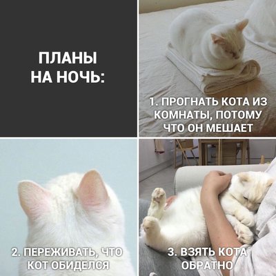 котэ-картинки-с-надписями-5692089.jpeg